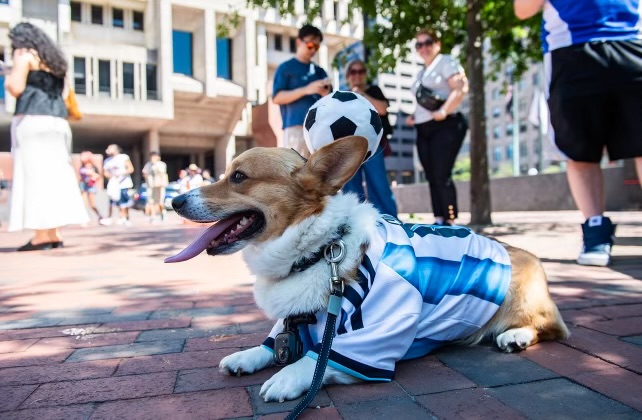 Rocko lying down in an Argentina jersey and soccer-ball hat
